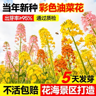 彩色油菜花种籽子多色油菜籽耐寒室外庭院景观观赏花海花草春秋播
