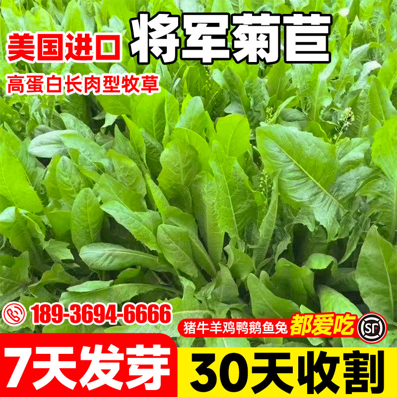 菊苣草种籽大叶将军种子喂牛鹅鸡鸭鱼兔多年生种孑四季养殖牧草籽
