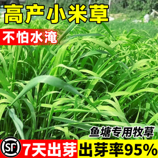 小米草种籽水草喂鱼草植物种子耐高温龙虾养殖专用草四季水淹养殖