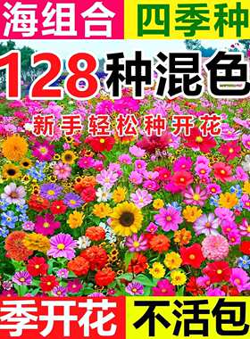 野花组合花种子四季播种室外矮生花种籽子开花庭院格桑花种孑大全