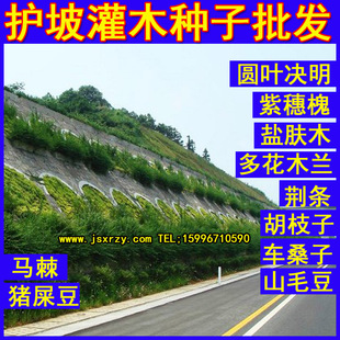 护坡灌木草种子猪屎豆紫穗槐盐肤木刺槐车桑子多花木兰胡枝子种子