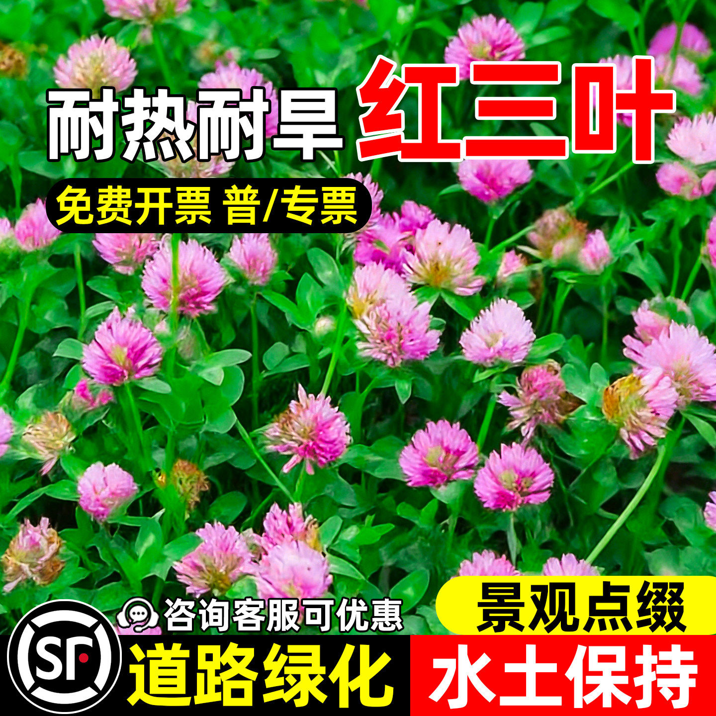 三叶草种子红白三叶草种籽幸运草炸酱草四季常青耐寒绿化草坪草籽