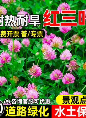 三叶草种子红白三叶草种籽幸运草炸酱草四季常青耐寒绿化草坪草籽