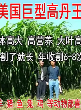 高丹草种籽牛羊牧草种籽养殖四季多年生高产畜牧高丹王草鱼草种籽