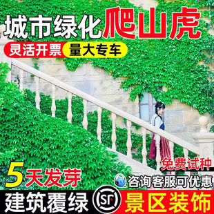 爬山虎爬藤植物四季树苗庭院室外开花藤蔓绿植物种子籽不落叶常绿