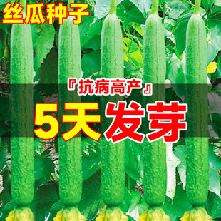 丝瓜种子本地农家四季高产特长香白皮棱角丝瓜新品种籽子蔬菜种子