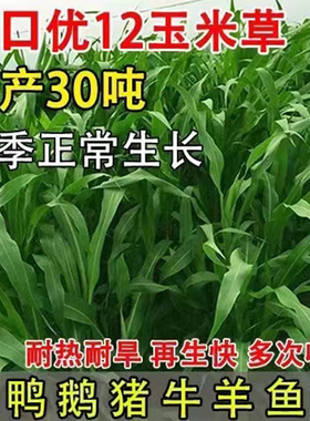 墨西哥玉米草种籽牧草种子猪牛多年生再生畜牧养殖喂鱼草种籽四季