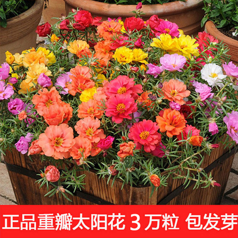 四季易活种子重瓣太阳花包邮