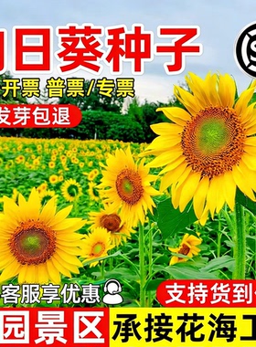 一举夺魁高杆向日葵种孑子盆栽室外庭院易活观赏切花食用葵花种籽