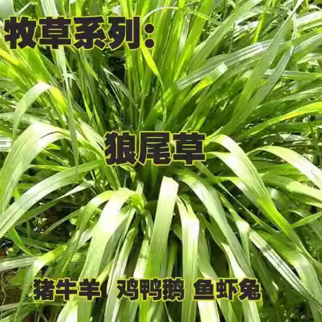 杂交狼尾草牧草种籽高产多年生