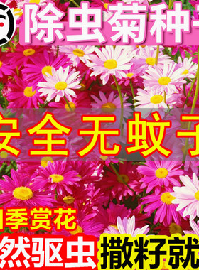 除虫菊种子小雏菊花种籽室内阳台驱蚊草花卉种孑种植四季播种开花