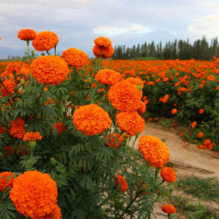 四季开花易种活的室内阳台盆栽绿植花卉种子芙蓉花臭菊万寿菊种子