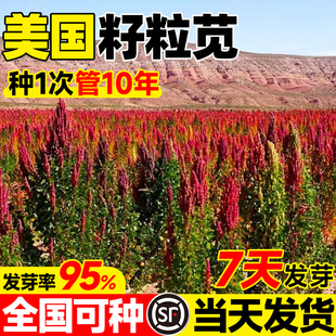 美国籽粒苋种子四季牧草种籽高蛋白千穗谷鸡鸭鹅猪草籽家禽苋菜孑