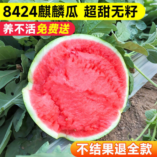 8424冰糖麒麟美都无籽巨型特大懒汉黑美人高产早熟盆栽西瓜种子