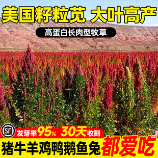 美国进口籽粒苋种子耐旱耐贫瘠四季高产牧草种籽畜牧养殖多茬收割