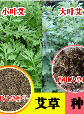 艾草种子种植食用艾草种籽药用野生艾草种孑大叶艾蒿青蒿四季驱蚊
