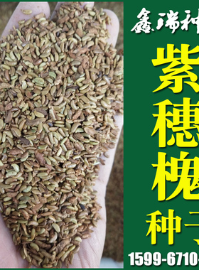 护坡灌木种子紫穗槐籽紫穗槐种子棉槐种子园林绿化护坡草坪草籽种