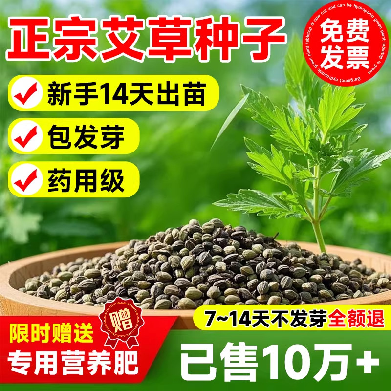 艾草种子种植食用艾草种籽药用野生艾草种孑大叶艾蒿青蒿四季驱蚊