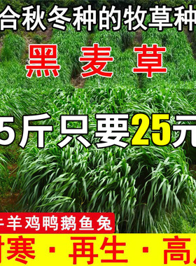 黑麦草种籽子种耐旱四季青牧草高产多年生耐寒草籽喂兔牛羊鸭鹅鱼