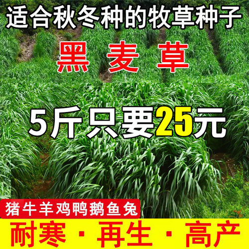 黑麦草种籽子种耐旱四季青牧草高产多年生耐寒草籽喂兔牛羊鸭鹅鱼