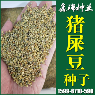护坡园林绿化草籽高速公路边坡防护【猪屎豆种子】灌木草种子