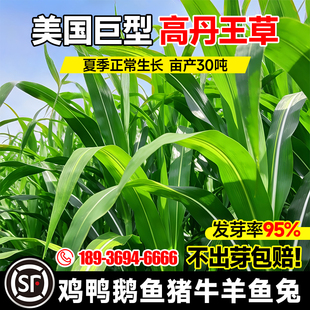 高丹草种籽喂养牛羊吃的高产耐旱饲料牧草种子猪鱼草高丹王草种籽