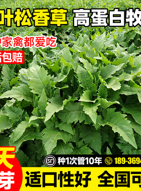 串叶松香草种子多年生植物喂猪牛羊鸡鹅畜禽牧草籽香槟菊花草种籽