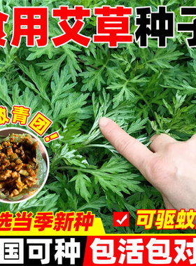 艾草种子种植食用艾草种籽药用野生艾草种孑大叶艾蒿青蒿四季驱蚊