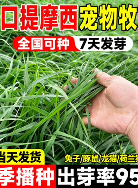提摩西草种子多年生高蛋白四季高产畜牧养殖草籽多茬收割宠物喜食