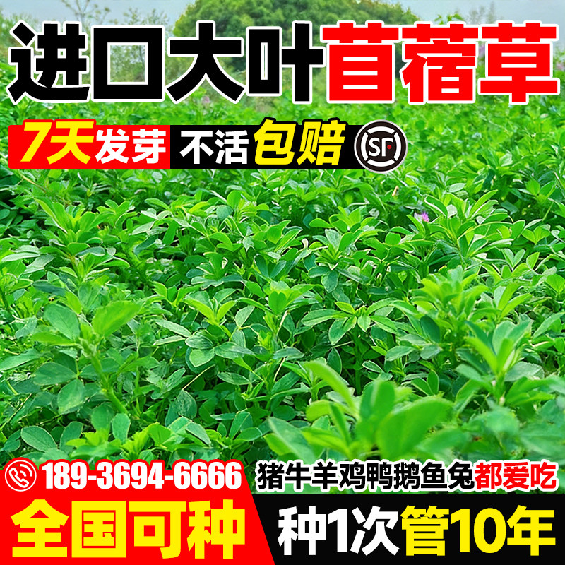 紫花苜蓿草籽种多年生老品种牧草种子四季养殖喂猪兔鸡鸭鹅草鱼籽