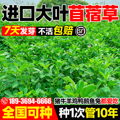 紫花苜蓿草籽种多年生老品种牧草种子四季养殖喂猪兔鸡鸭鹅草鱼籽