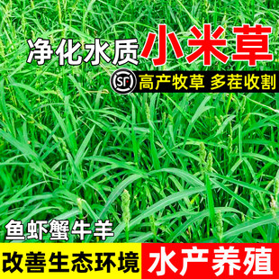 小米草种子四季高产鱼塘养殖鱼虾蟹喜食牧草种籽耐水淹水椑草草籽