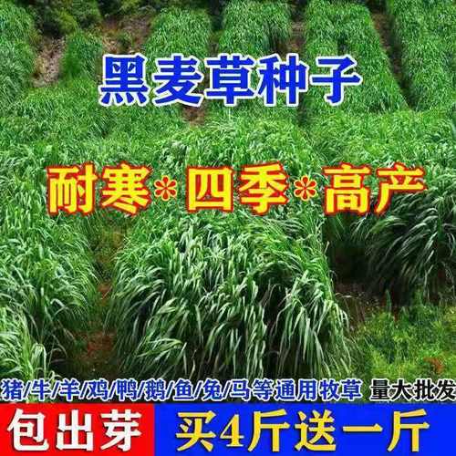 【厂家直销】高产型黑麦草批发