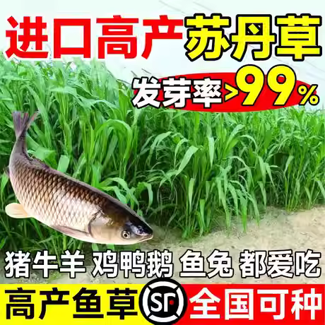 鱼草种子苏丹草草籽养殖多年再生畜牧草种子四季高丹草喂鱼草种籽,鲜花速递/花卉仿真/绿植园艺,家庭园艺种子,淘宝优惠券,粉丝福利购,淘宝优惠卷