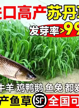 鱼草种子苏丹草草籽养殖多年再生畜牧草种子四季高丹草喂鱼草种籽