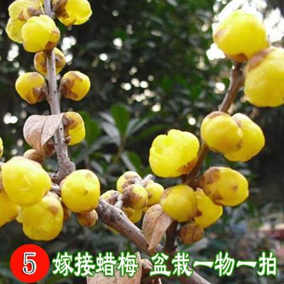 2024上新冬季腊梅盆栽