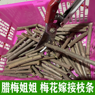 腊梅花嫁接枝条红梅绿梅黄梅花美人梅紫薇玉兰花现剪现发枝条饱满