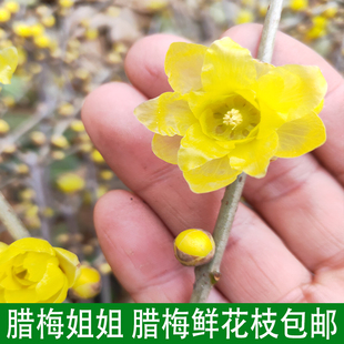 素心浓香型腊梅花枝条泡水养开花室内外客厅切枝卧室插花鲜枝蜡梅