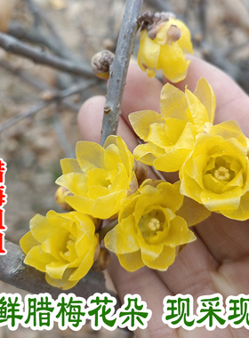 素心腊梅鲜花朵现采新鲜蜡梅花浓香腊梅姐可食用花制茶花纯露原料