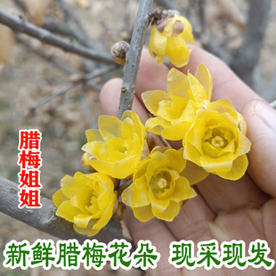 素心腊梅鲜花朵现采新鲜蜡梅花浓香腊梅姐可食用花制茶花纯露原料