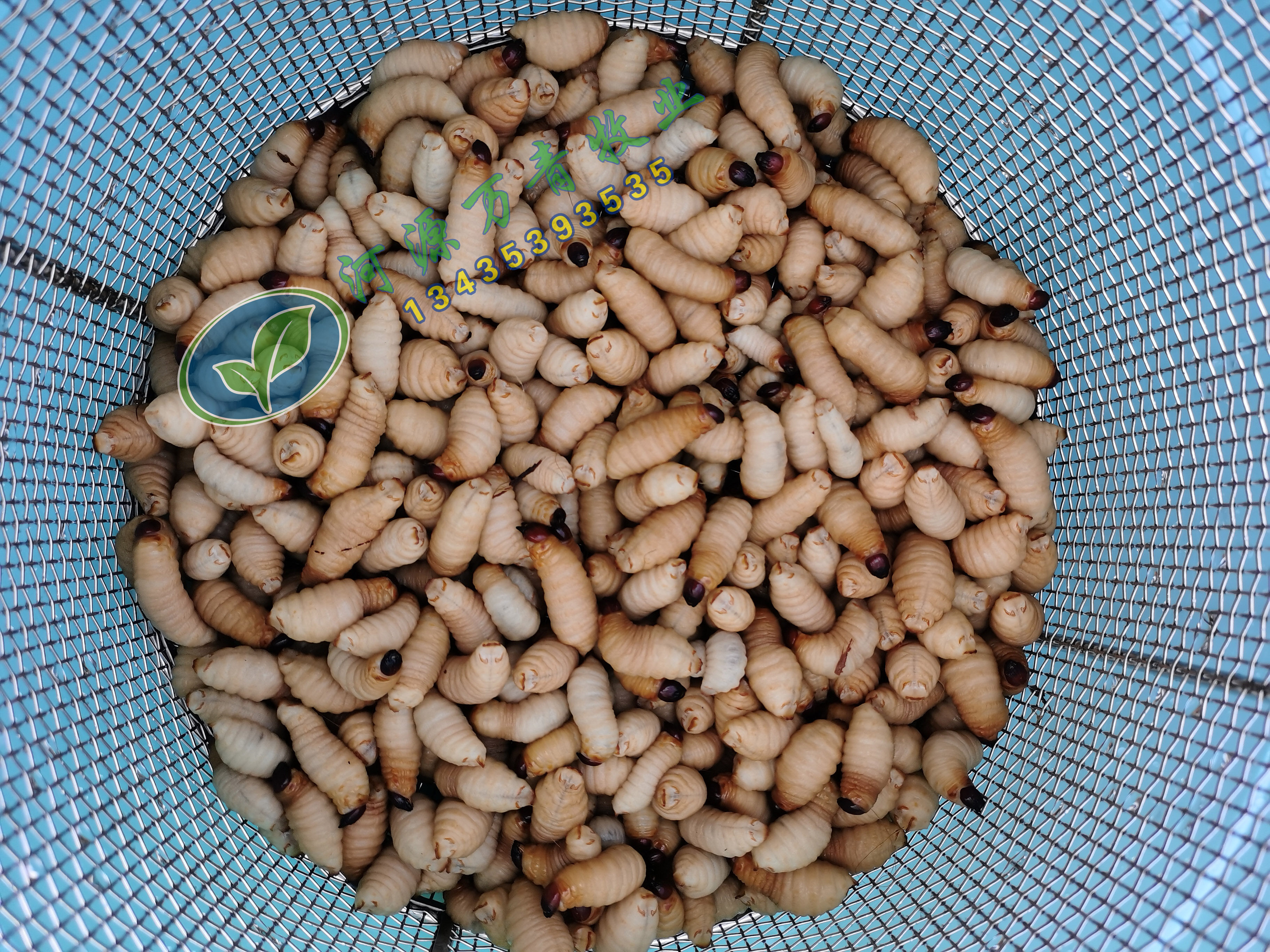 竹笋虫蛹 鲜活竹笋虫 竹笋蛹 竹虫 笋子虫 椰子虫蛹