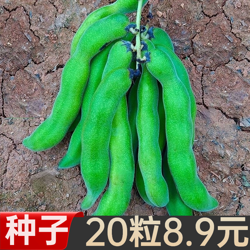 农家豆毛豆现摘猫耳豆