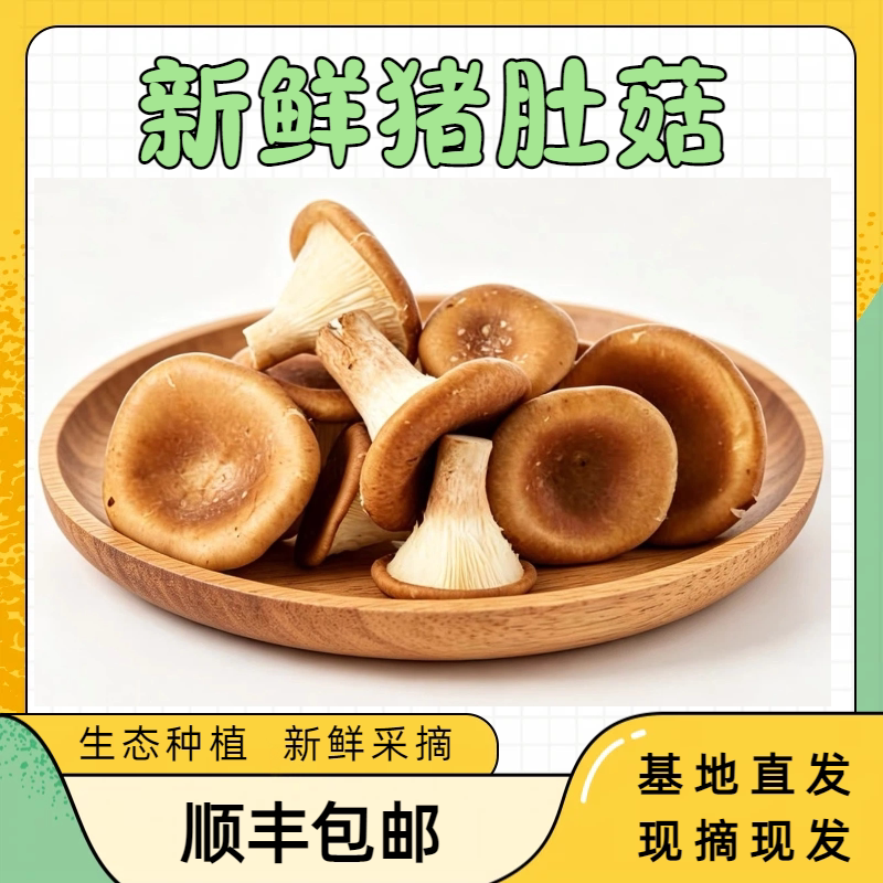 福建新鲜猪肚菇现摘现发包邮