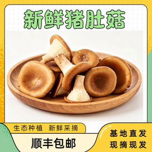 福建新鲜猪肚菇现摘现发包邮