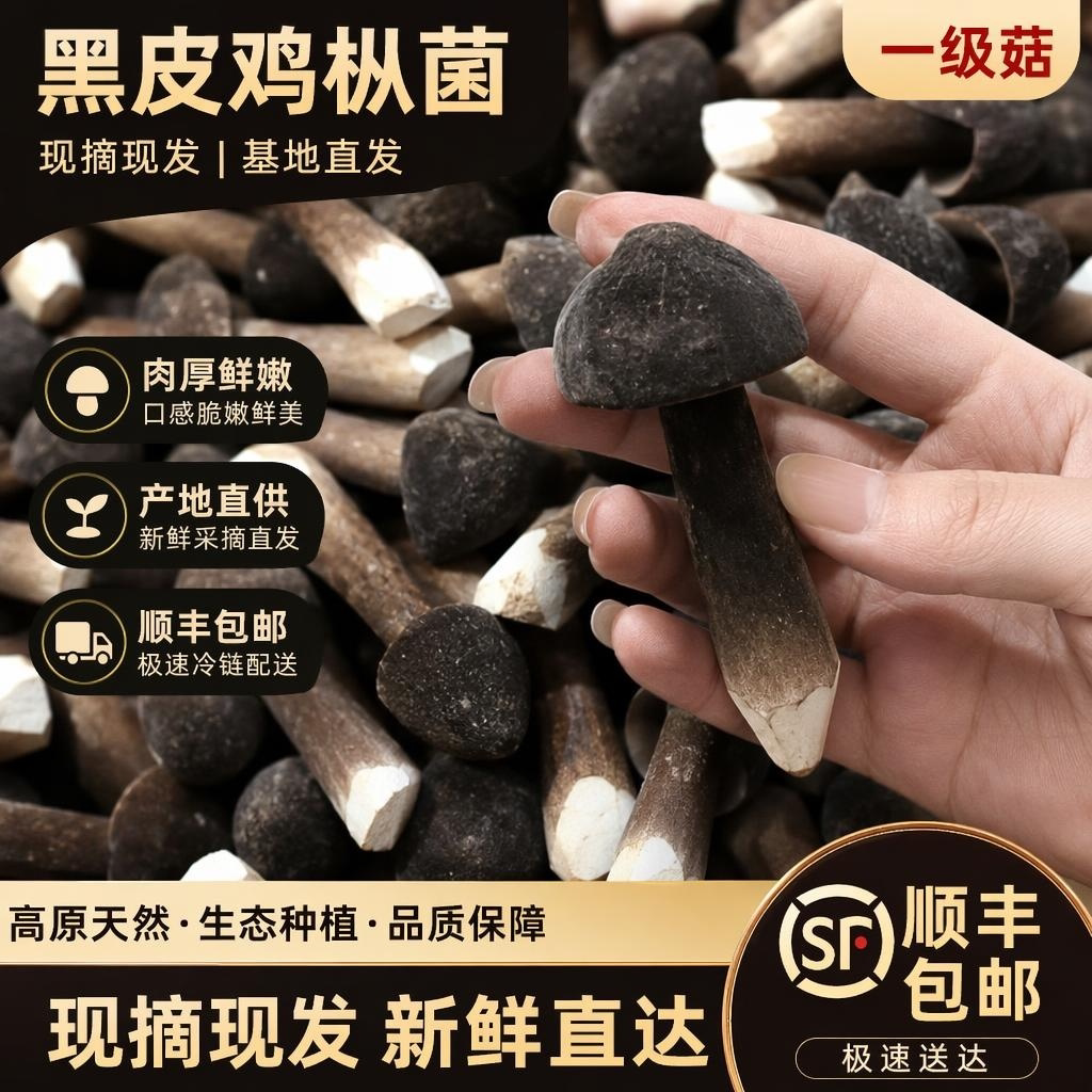 福建漳州黑皮鸡枞菌现摘鲜嫩