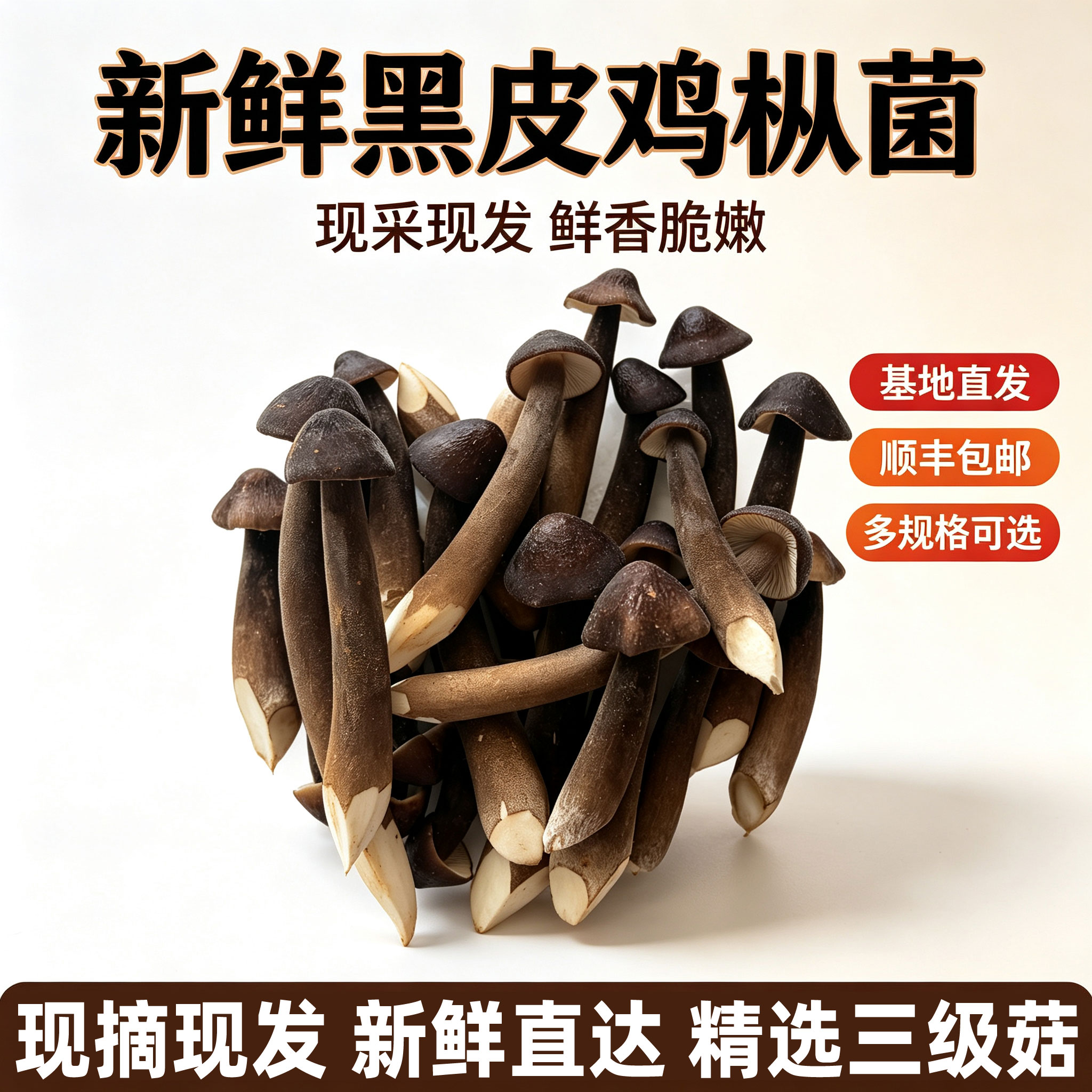 新鲜黑皮鸡枞菌三级菇