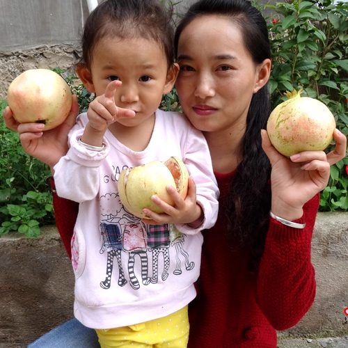 精选大果礼盒装正宗蒙自甜石榴