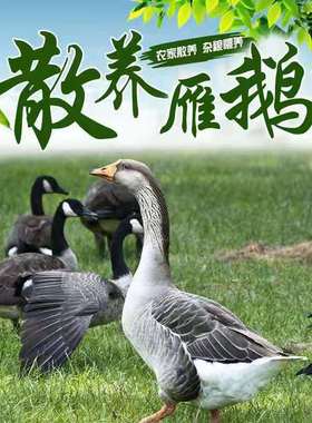 农家散养大雁鹅朗德鹅杂粮喂养灰鹅土鹅新鲜现杀雁鹅整只速冻包邮