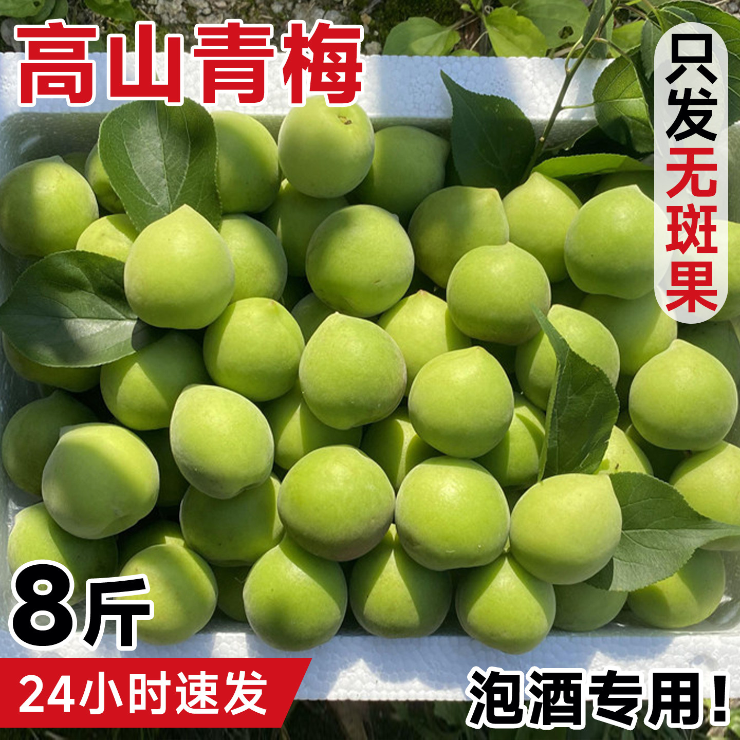 诏安青梅鲜果大果现摘新鲜泡酒专用酵素酸脆梅高山野生青梅子孕妇