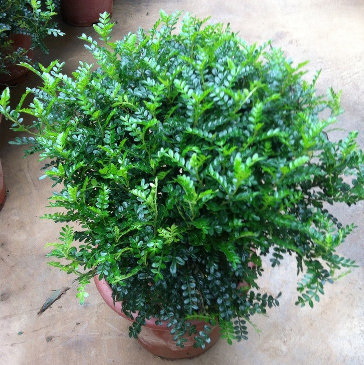 驱蚊植物清香盆栽胡椒木室内盆景清香木四季常青绿植好养木本花卉